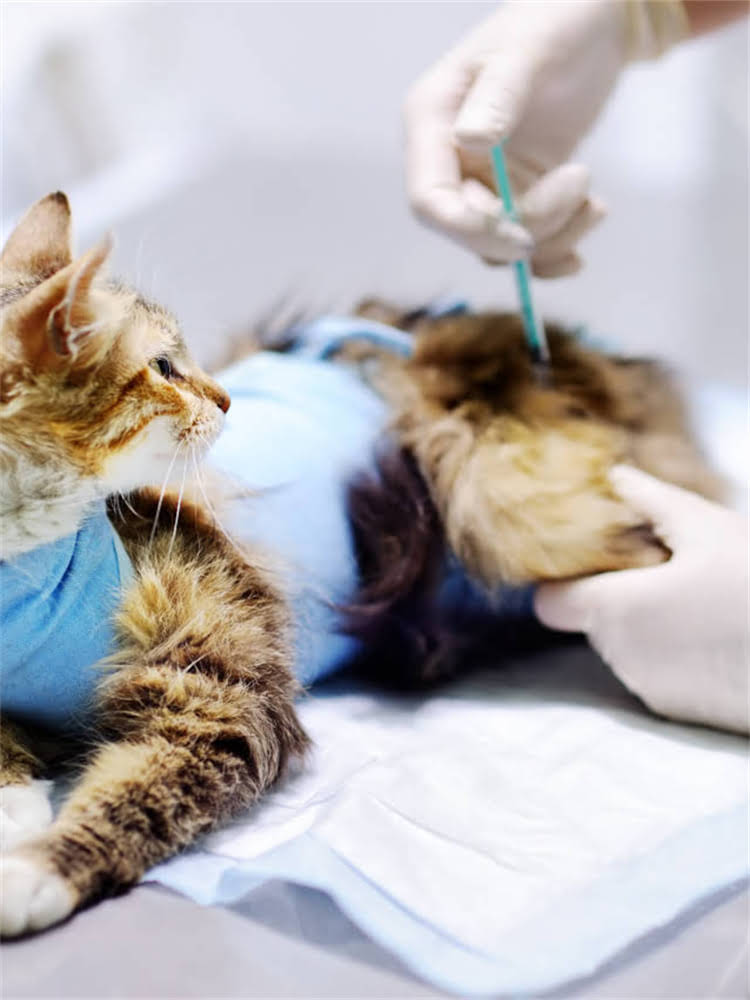 图片 雪纳瑞生病治疗费用高吗？真实案例+养宠预算指南1.jpg