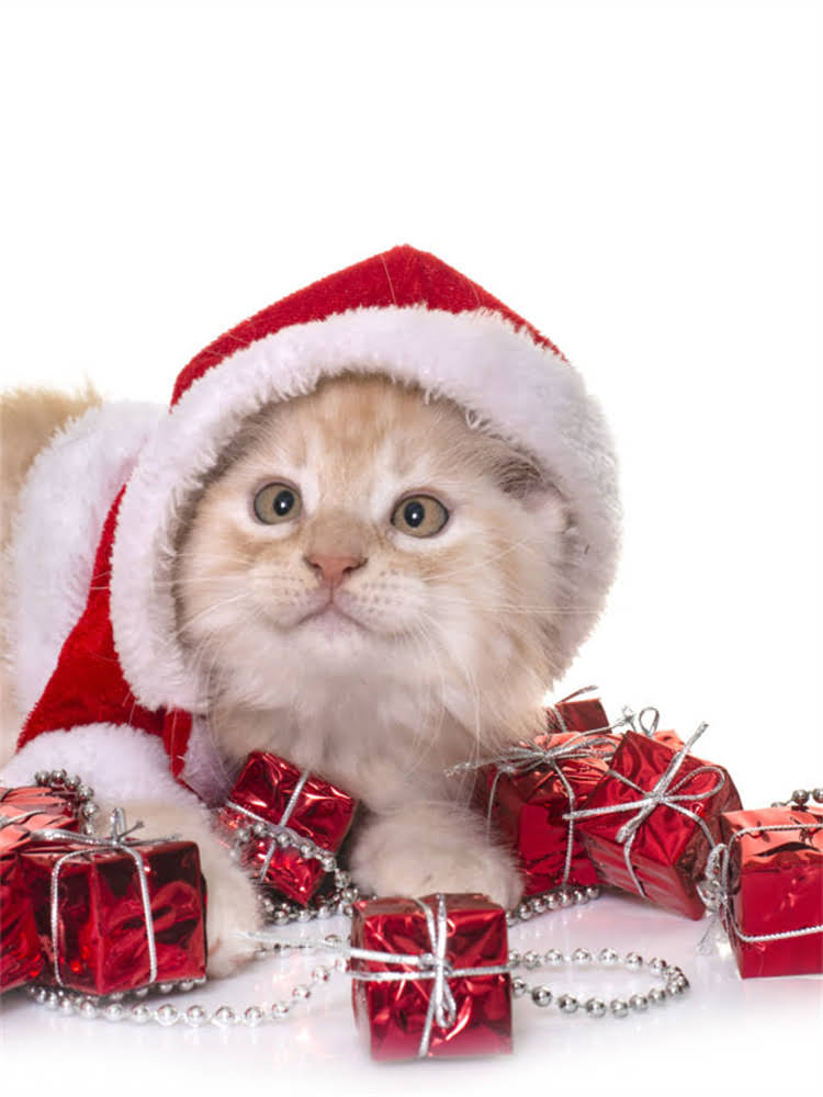 图片 雪纳瑞生长速度全：多大开始快速发育？关键发育期及饲养指南2.jpg