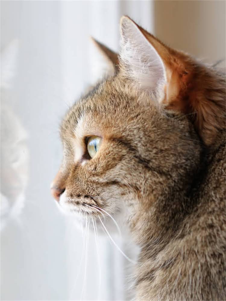 图片 雪纳瑞皮肤病治疗方法及护理指南：症状识别、专业治疗与家庭护理全2.jpg