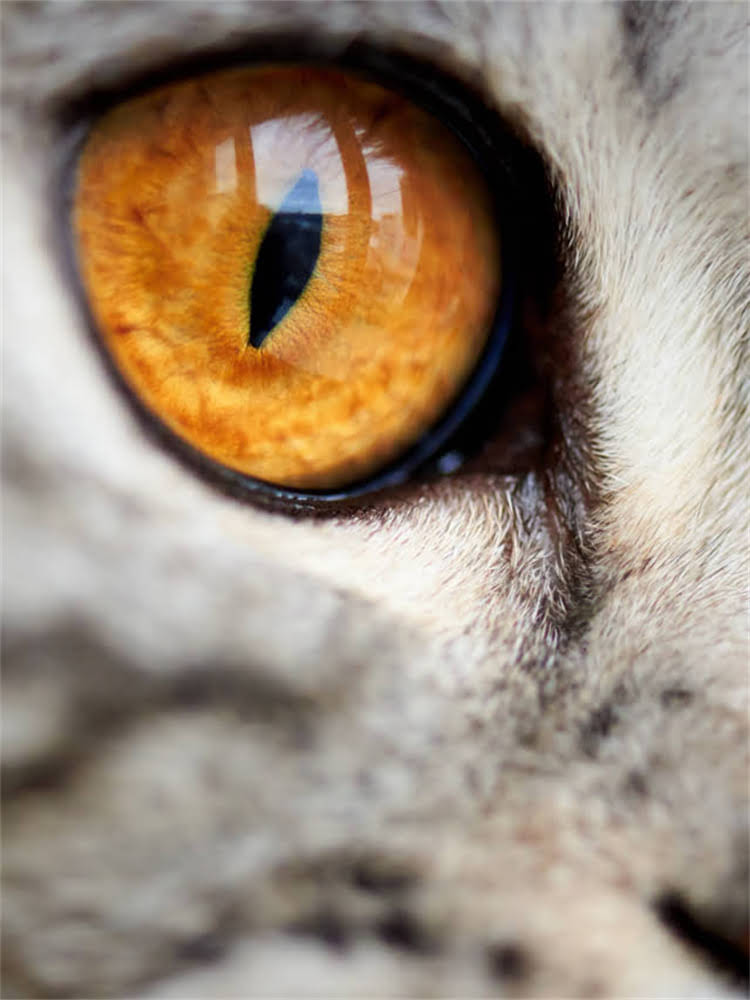 图片 雪纳瑞看家训练全攻略：5大科学方法+实战技巧，守护家园零漏洞.jpg