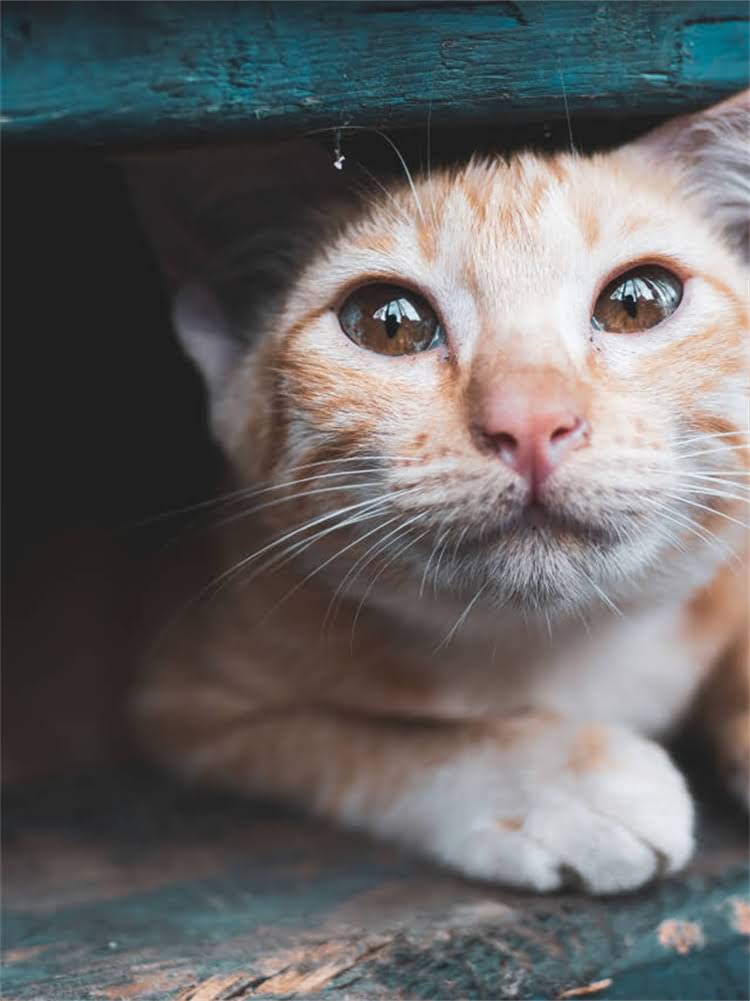 图片 雪纳瑞看家训练全攻略：5大科学方法+实战技巧，守护家园零漏洞2.jpg