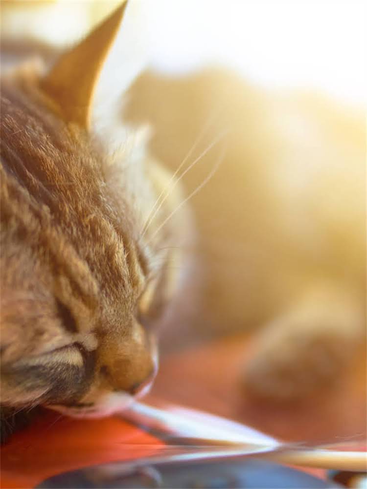 图片 雪纳瑞真菌感染环境消毒全攻略：科学杀菌+日常预防，守护毛孩子健康2.jpg