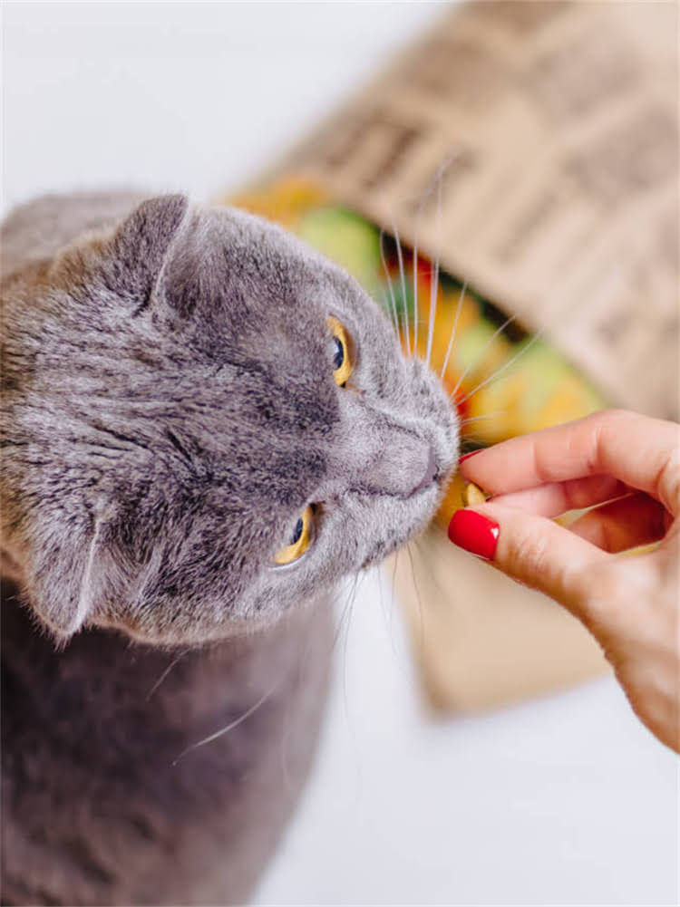 图片 雪纳瑞立耳与不立耳全：品种特征、饲养指南与选购技巧（附科学养宠建议）.jpg