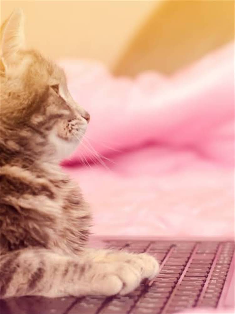 图片 雪纳瑞纯种VS串串！5步教你火眼金睛选雪纳瑞1.jpg