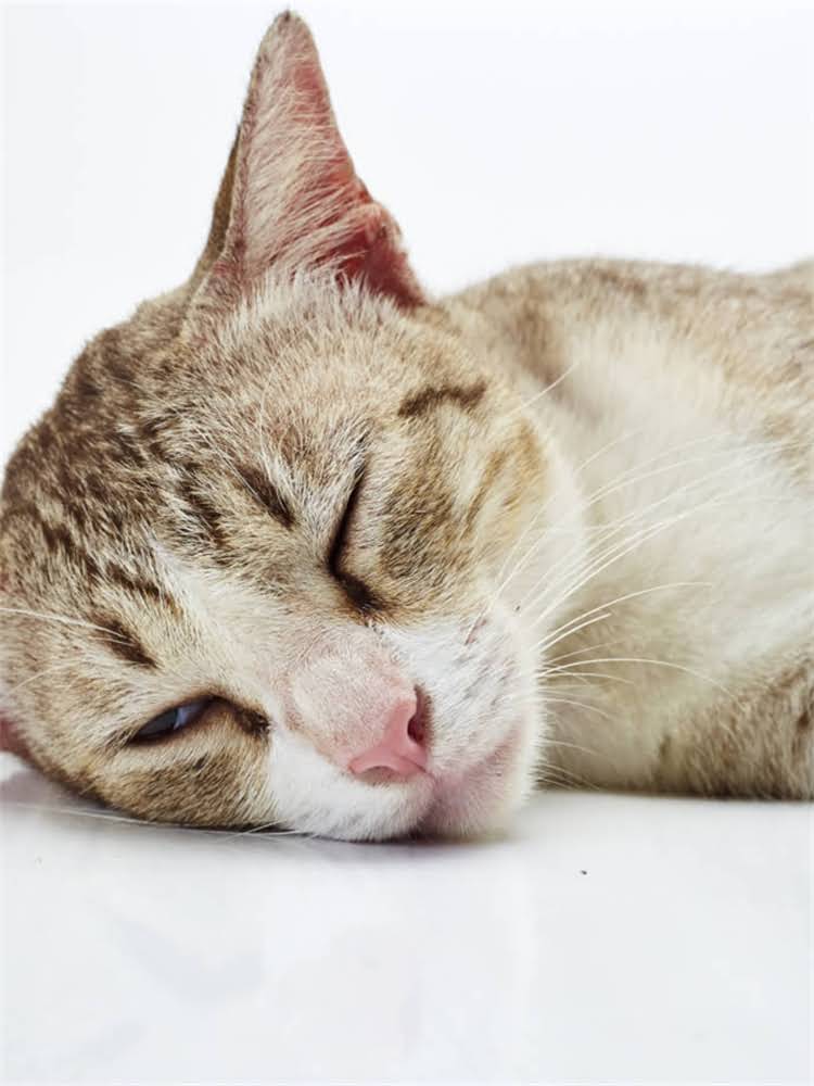 图片 雪纳瑞纯黑色优缺点：饲养指南与选购建议.jpg