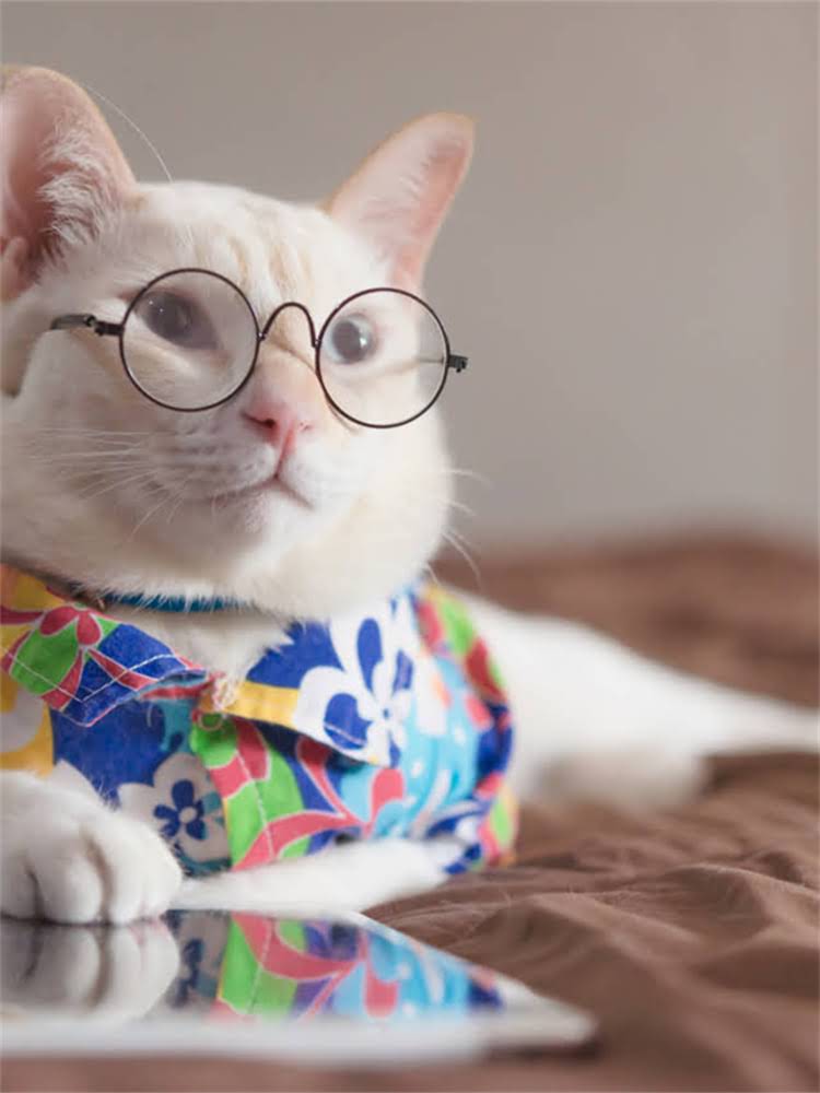 图片 雪纳瑞美容全流程｜30分钟搞定毛孩子精致look新手必看！2.jpg