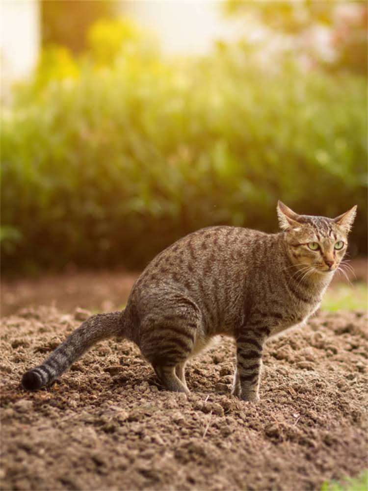 图片 雪纳瑞耳朵后方出现白毛的常见原因与专业护理指南.jpg