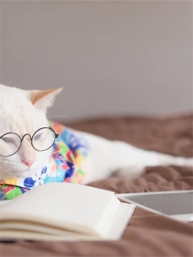 图片 雪纳瑞耳朵后方出现白毛的常见原因与专业护理指南2.jpg