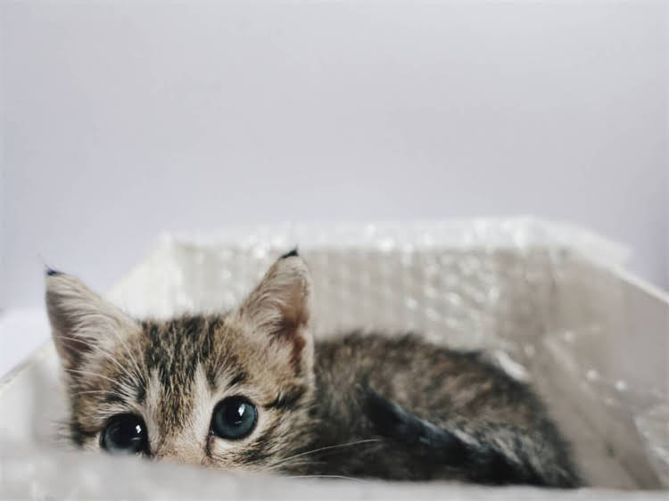 图片 雪纳瑞能不能吃包子？专业营养师深度犬类包子饮食指南.jpg