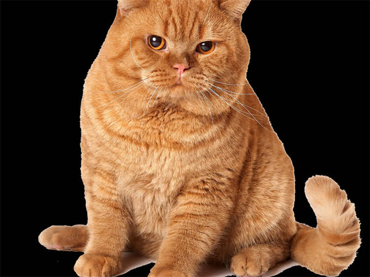 图片 雪纳瑞能不能吃包子？专业营养师深度犬类包子饮食指南2.jpg