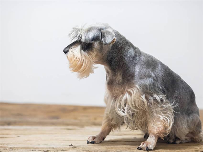 图片 雪纳瑞能剃胡子吗？专业美容师详解剃胡注意事项与替代方案1.jpg