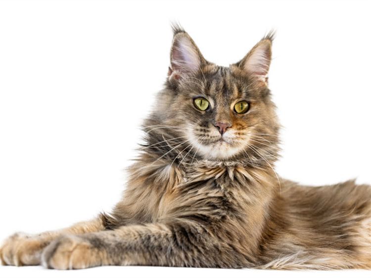 图片 雪纳瑞能吃猪肠吗？3大注意事项与营养指南1.jpg