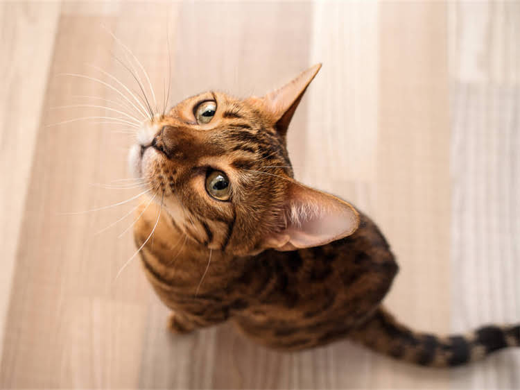 图片 雪纳瑞能吃的水果蔬菜清单及喂养指南（附最新禁忌清单）1.jpg