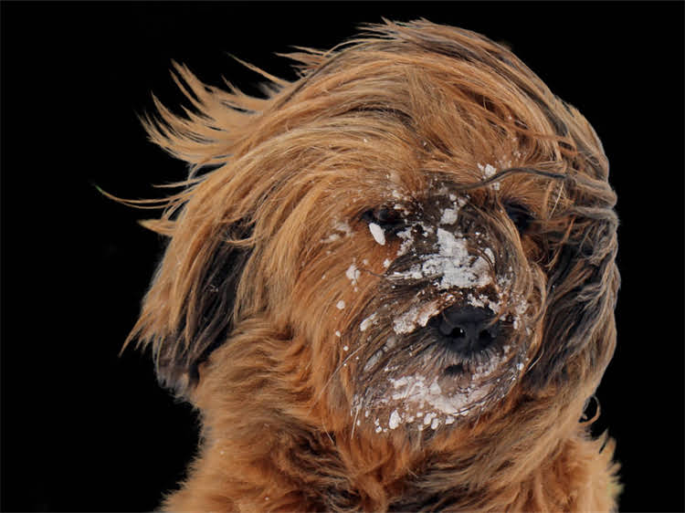 图片 雪纳瑞能吃的水果蔬菜清单及喂养指南（附最新禁忌清单）2.jpg