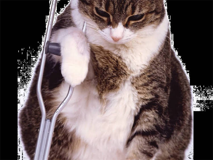 图片 雪纳瑞脚部修剪全攻略：5步打造标准造型+常见误区（附工具选择指南）2.jpg