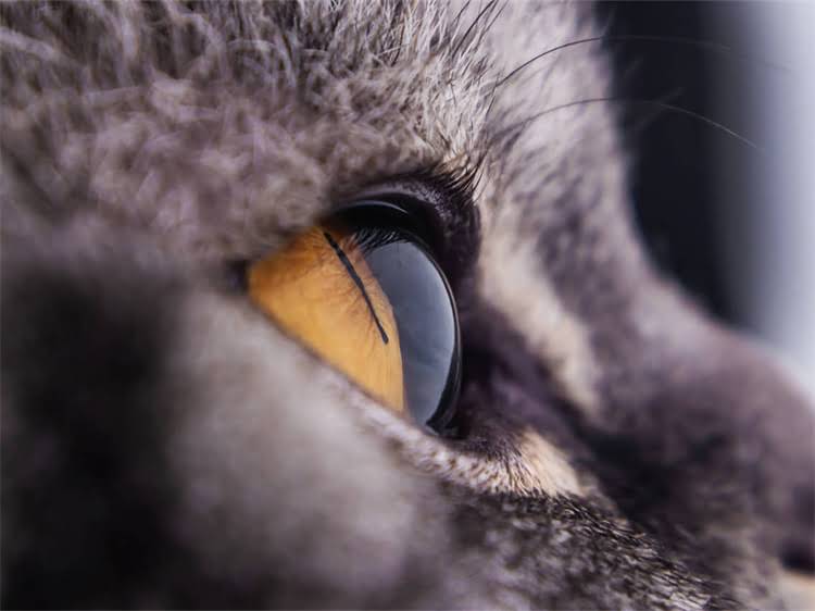 图片 雪纳瑞自制食谱大全：5种营养均衡的家常做法，附喂养禁忌与注意事项.jpg