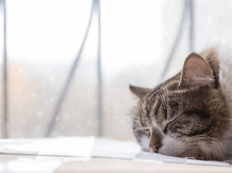 图片 雪纳瑞自制食谱大全：5种营养均衡的家常做法，附喂养禁忌与注意事项2.jpg