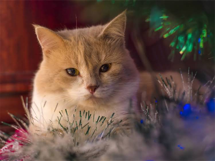 图片 雪纳瑞自己怎么剪毛？新手必看详细教程与注意事项（附图解）1.jpg