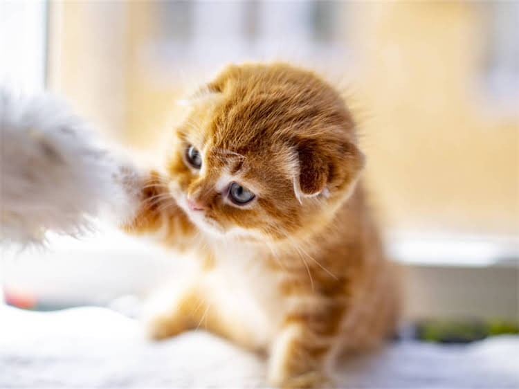 图片 雪纳瑞自己能驱虫吗？专业解答+科学养护指南（最新）2.jpg