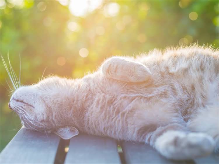 图片 雪纳瑞血统不纯的六大原因及辨别方法全.jpg