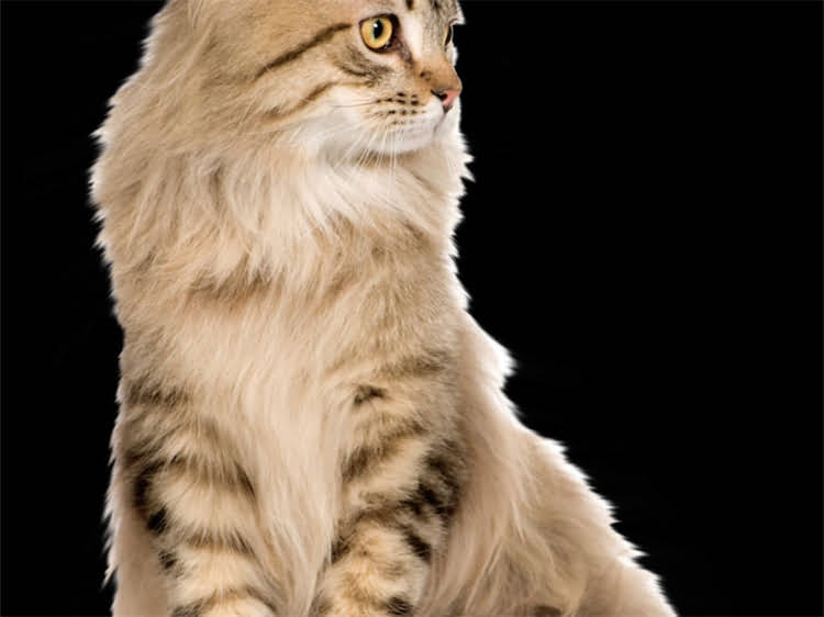 图片 雪纳瑞血统不纯的六大原因及辨别方法全1.jpg