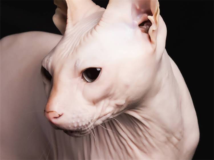 图片 雪纳瑞血统不纯的六大原因及辨别方法全2.jpg