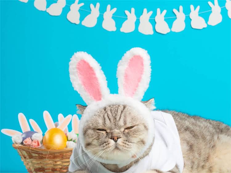 图片 雪纳瑞见主人就跑的深层原因与专业训练指南.jpg