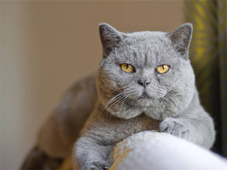 图片 雪纳瑞见主人就跑的深层原因与专业训练指南1.jpg