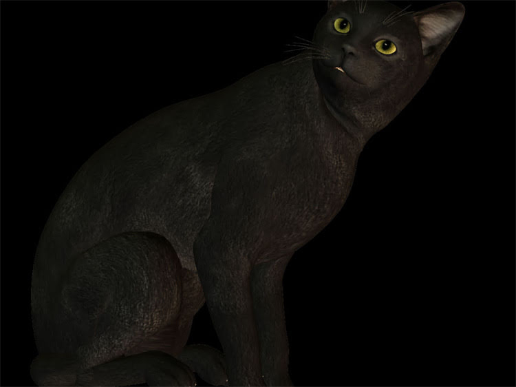 图片 雪纳瑞见主人就跑的深层原因与专业训练指南2.jpg