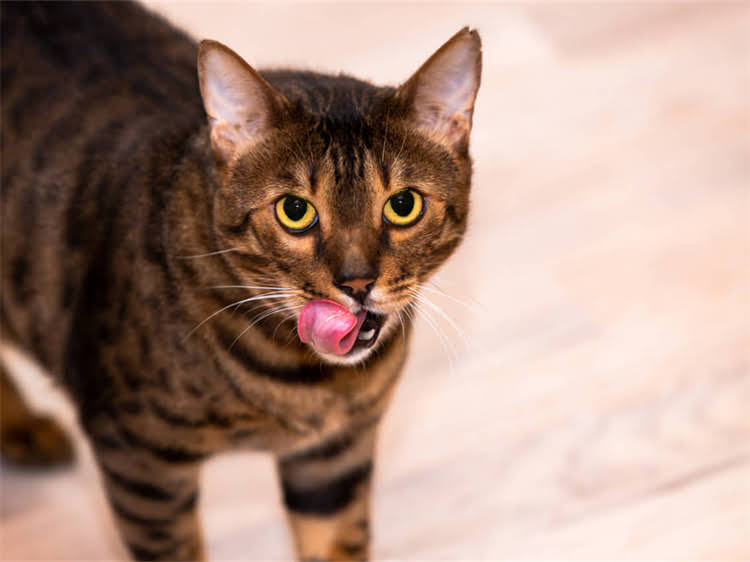 图片 雪纳瑞误食黑糖呕吐腹泻全攻略：兽医紧急处理指南与预防措施1.jpg