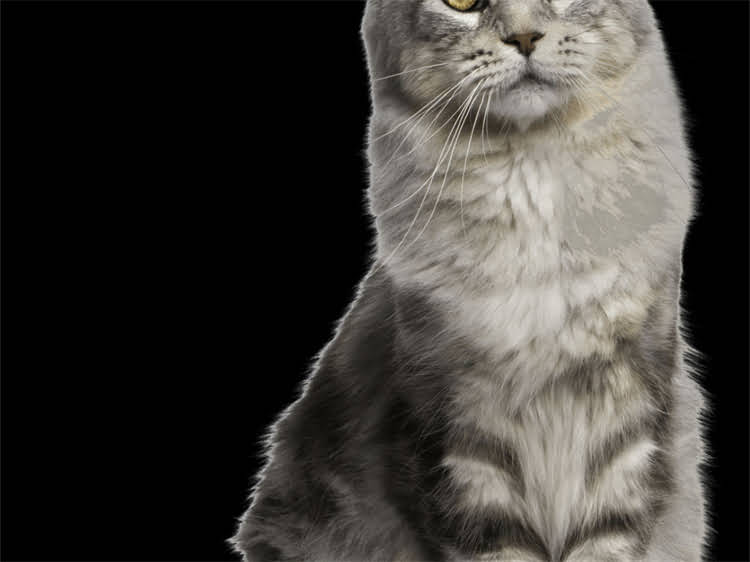 图片 雪纳瑞贪吃偷吃怎么办？5大科学训练法+饮食管理指南（附真实案例）.jpg