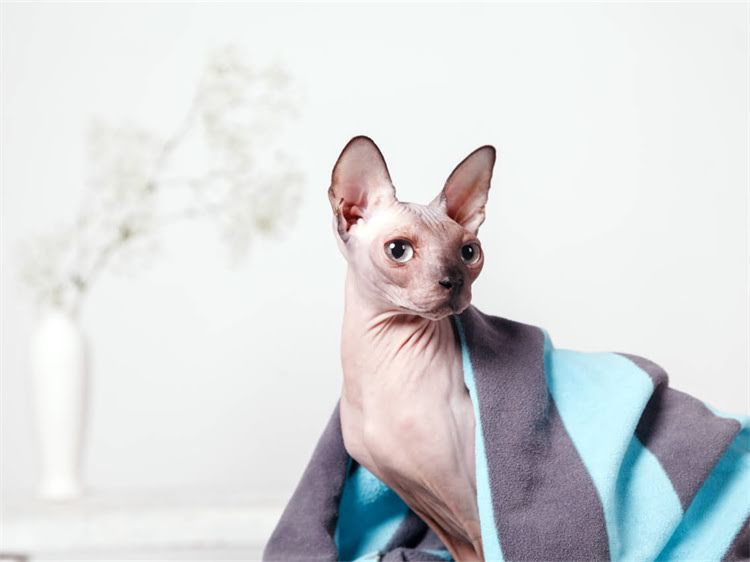 图片 雪纳瑞贪吃偷吃怎么办？5大科学训练法+饮食管理指南（附真实案例）1.jpg