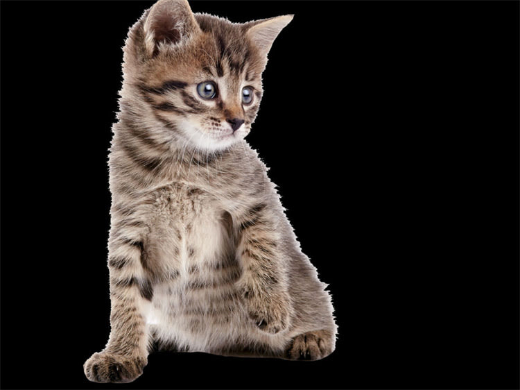 图片 雪纳瑞贪吃偷吃怎么办？5大科学训练法+饮食管理指南（附真实案例）2.jpg