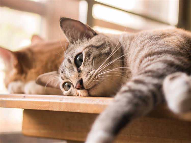 图片 雪纳瑞走失被捡到！亲测有效的5个找回方法+防丢指南，建议养狗人都存！.jpg