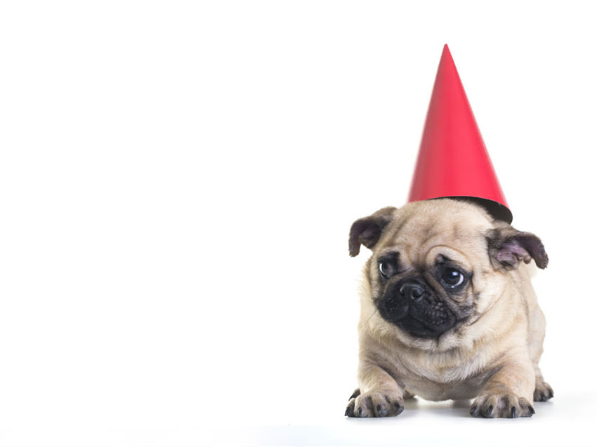 图片 雪纳瑞走失被捡到！亲测有效的5个找回方法+防丢指南，建议养狗人都存！1.jpg