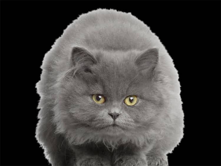 图片 雪纳瑞走失被捡到！亲测有效的5个找回方法+防丢指南，建议养狗人都存！2.jpg