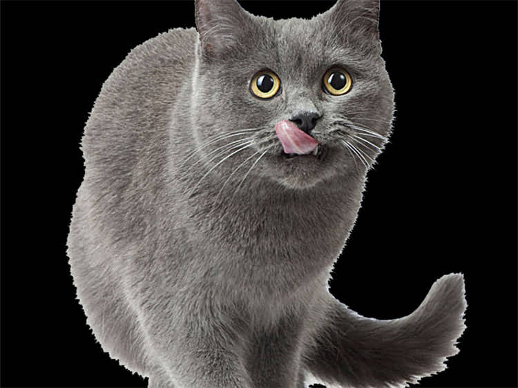 图片 雪纳瑞起源地深度：瑞士牧羊犬的血统传承与品种特性全指南.jpg