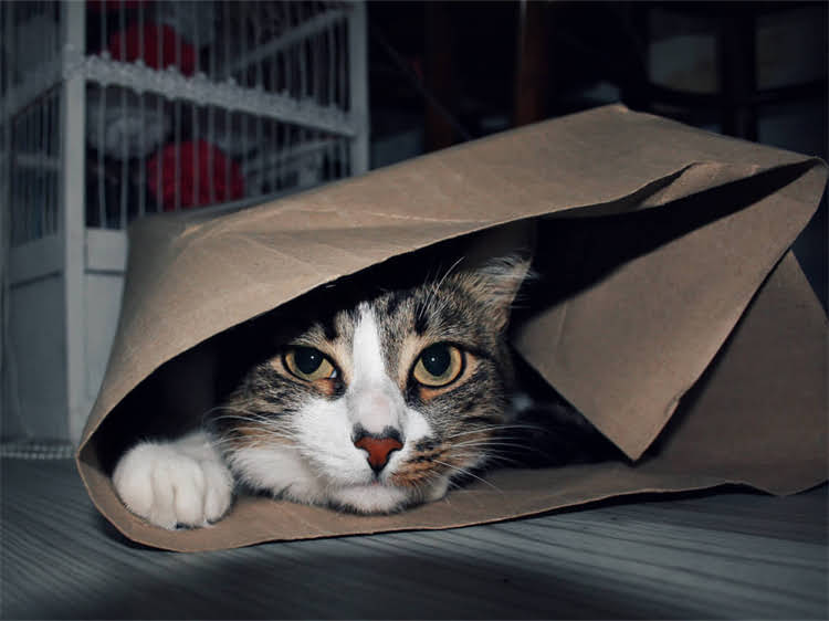 图片 雪纳瑞起源地深度：瑞士牧羊犬的血统传承与品种特性全指南1.jpg