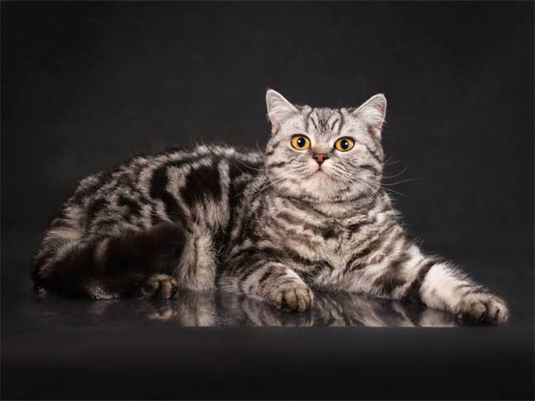 图片 雪纳瑞身上跳蚤多怎么办？专业防治指南与家庭护理全攻略.jpg