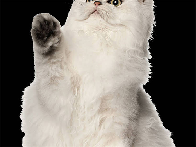 图片 雪纳瑞身上跳蚤多怎么办？专业防治指南与家庭护理全攻略1.jpg