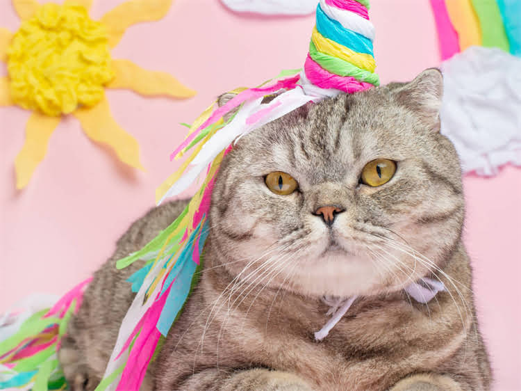 图片 雪纳瑞身高测量全攻略：科学方法+常见误区+数据参考（附图解）2.jpg