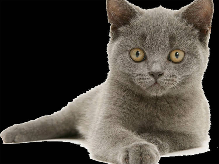 图片 雪纳瑞迷你型标准饲养指南：品种特性、选购要点及训练技巧全1.jpg