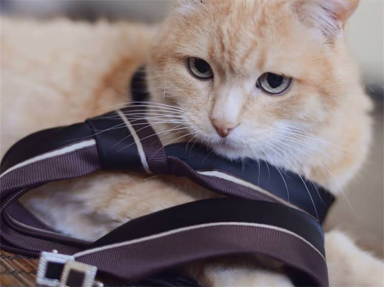 图片 雪纳瑞难产怎么办？兽医教你3步正确处理，保障母犬与幼崽安全.jpg