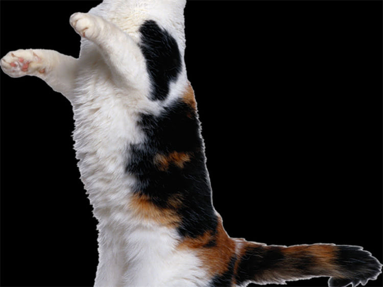 图片 雪纳瑞颜色基因遗传全：科学解读显隐性基因与繁育指南2.jpg