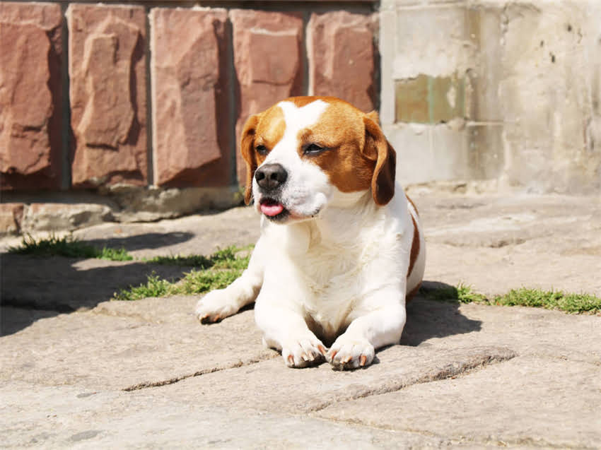 图片 雪纳瑞饲养全攻略：健康养护+训练要点+疾病预防的12项关键注意事项.jpg