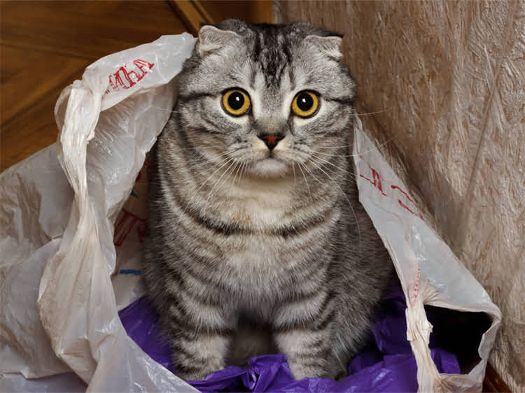 图片 雪纳瑞饲养全攻略：健康养护+训练要点+疾病预防的12项关键注意事项2.jpg