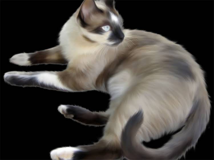 图片 雪纳瑞饲养全攻略：新手必知的20项注意事项与养护技巧2.jpg