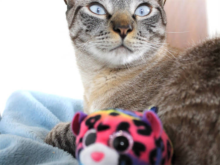 图片 雪纳瑞鼻子干燥但精神状态良好？宠物医生深度健康隐患与科学护理方案.jpg