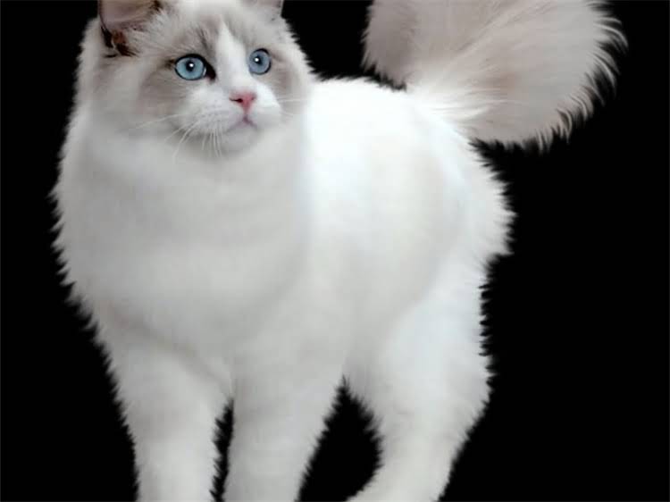 图片 雪纳瑞鼻子干燥但精神状态良好？宠物医生深度健康隐患与科学护理方案1.jpg