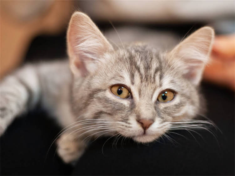 图片 雪纳瑞鼻子干燥但精神状态良好？宠物医生深度健康隐患与科学护理方案2.jpg